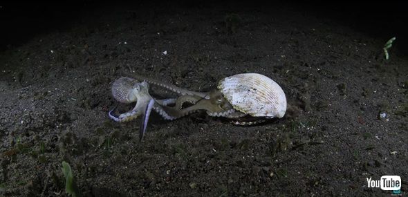 ココナッツオクトパス