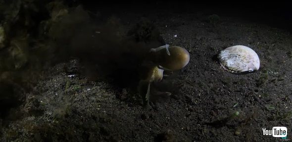 ココナッツオクトパス