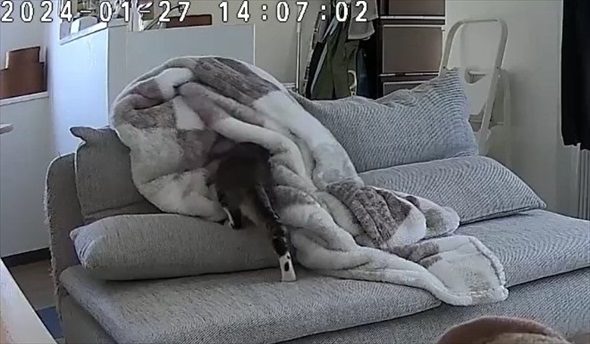 飼い主外出で毛布へinする猫ちゃん