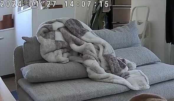 飼い主外出で毛布へinする猫ちゃん