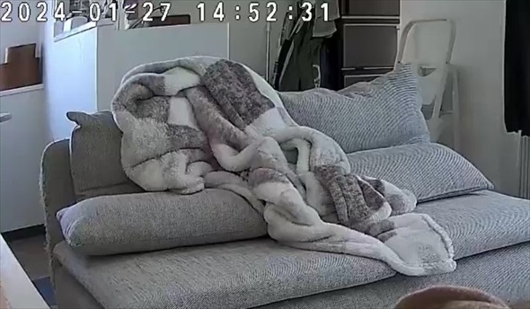 飼い主外出で毛布へinする猫ちゃん