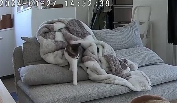 飼い主外出で毛布へinする猫ちゃん