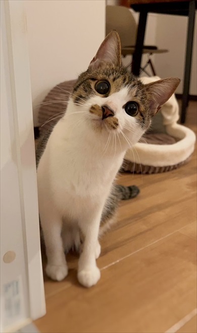 飼い主外出で毛布へinする猫ちゃん