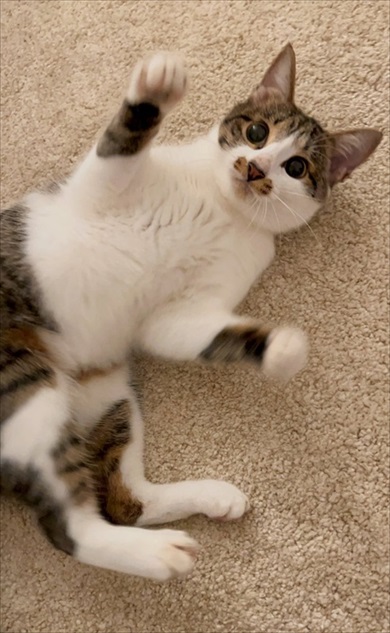 飼い主外出で毛布へinする猫ちゃん