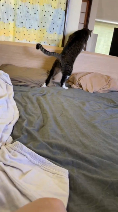 向こうを向いて立つ猫ちゃん