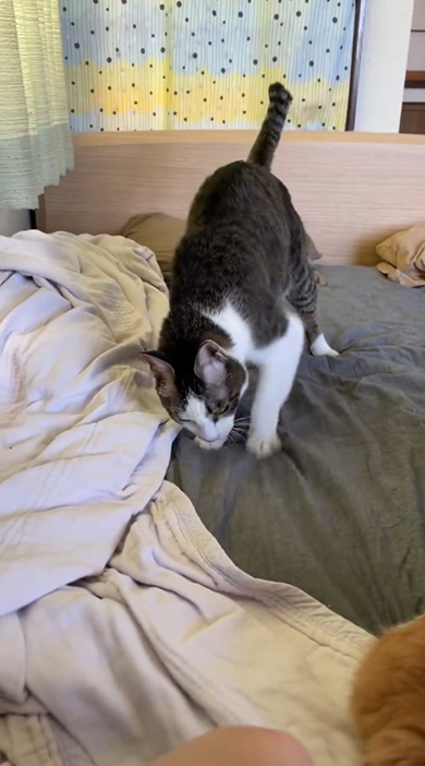 ほりほりする猫ちゃん