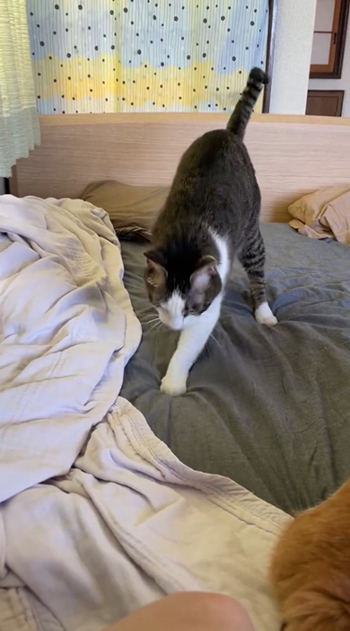 向かって右あしだけでほりほりする猫ちゃん