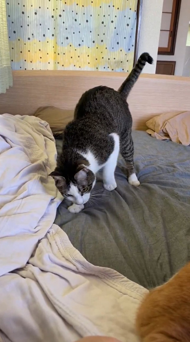 向かって右あしをあげてほりほりする猫ちゃん