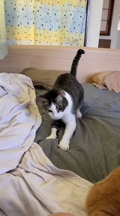 身構える猫ちゃん