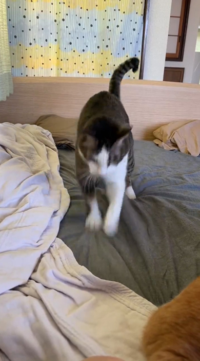 ぶれている猫ちゃん