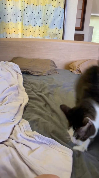 手前に飛んできた猫ちゃん