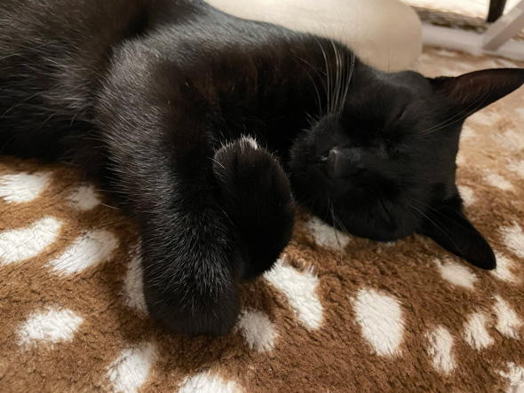 エアハグする黒猫ちゃん