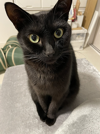 うつむきから前をみる黒猫ちゃん