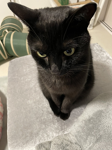 ちょっぴりうつむく黒猫ちゃん