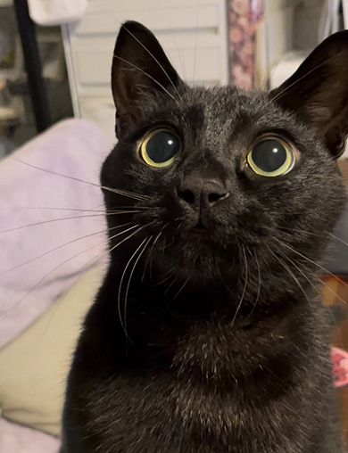 まんまるおめめな黒猫ちゃん