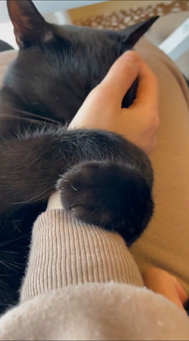 手のひらに顔をすりよせる黒猫ちゃん