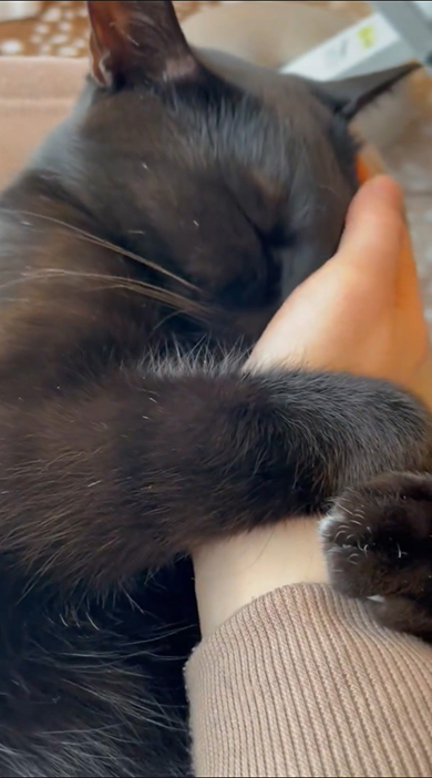 手のひらに顔をすりよせる黒猫ちゃん左から