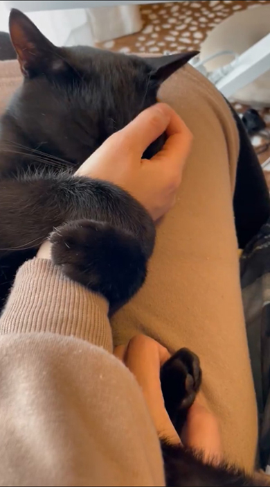 あんよを触られている黒猫ちゃん