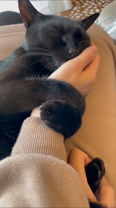 手のひらをなめる黒猫ちゃん