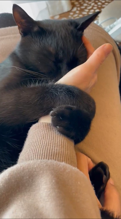 少し顔を埋めてぎゅっとする黒猫ちゃん