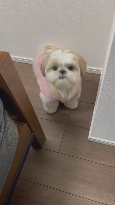 抱っこして欲しいシーズーのワンコ