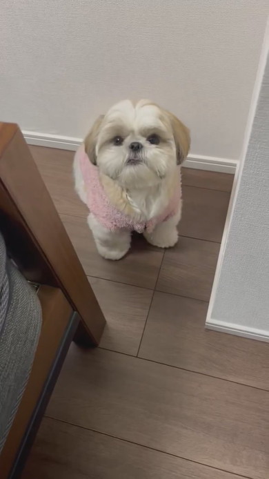 抱っこして欲しいシーズーのワンコ