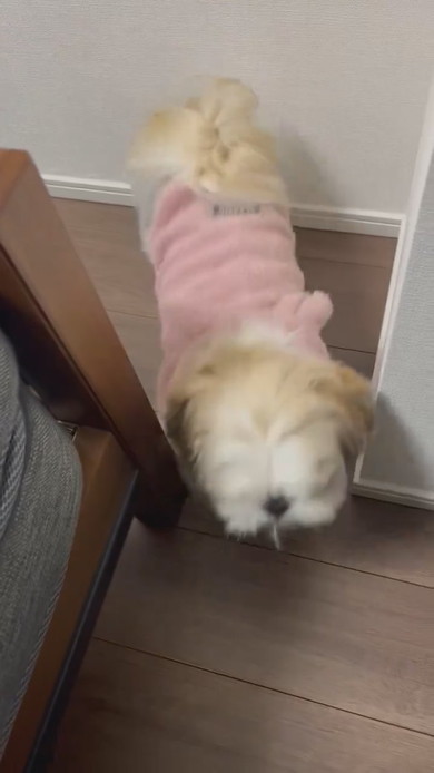 抱っこして欲しいシーズーのワンコ