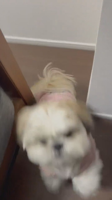 抱っこして欲しいシーズーのワンコ