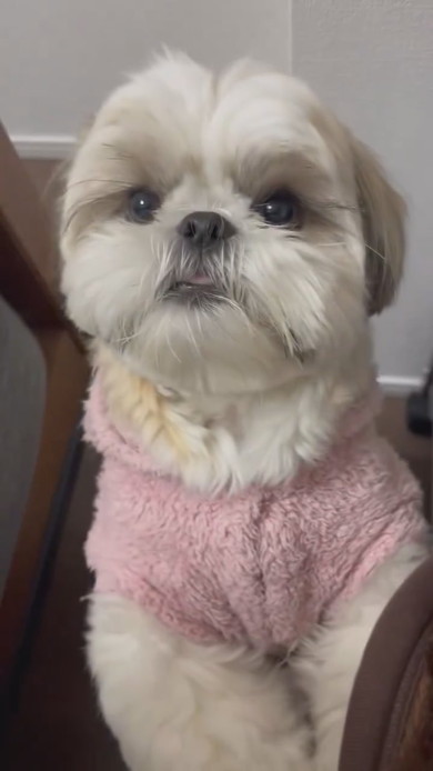 抱っこして欲しいシーズーのワンコ