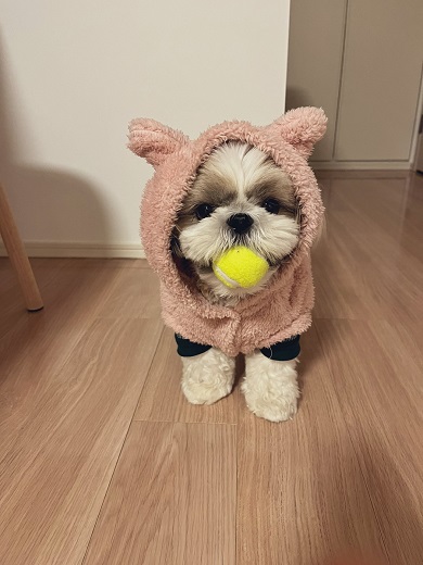 シーズーのワンコ