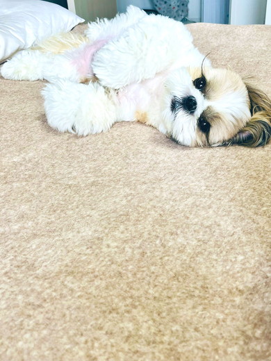 おなかを見せるシーズーのワンコ