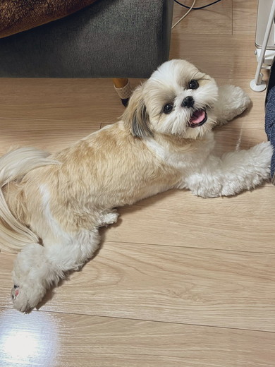 床でくつろぐシーズーのワンコ