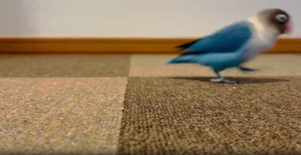 トコトコ歩いて来たブルーボタンインコ