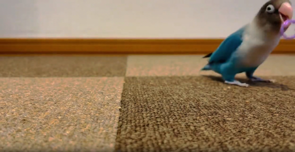 クチバシに輪っかをかけるブルーボタンインコ