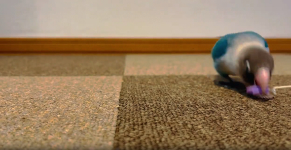 器用なクチバシさばきを見せるブルーボタンインコ
