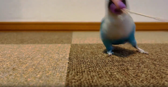何かを一生懸命に引っ張っているブルーボタンインコ