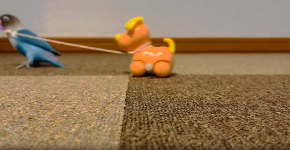 コツをつかみ上手に散歩ができたブルーボタンインコ