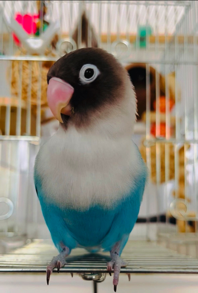 青色の羽が美しいブルーボタンインコ