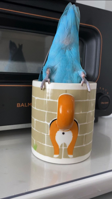 ブルーボタンインコのおしり