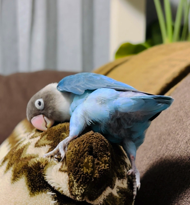 クセが強い寝相のブルーボタンインコ