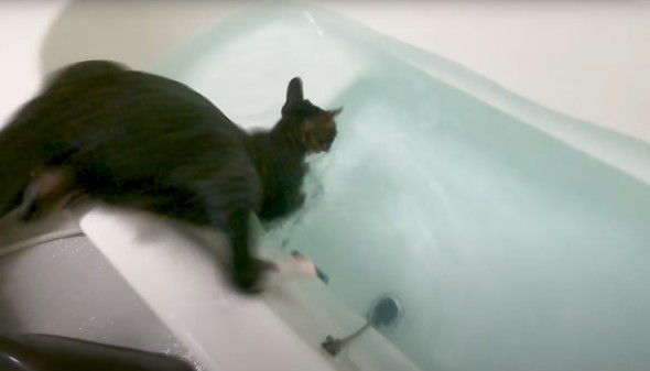 お風呂好きな猫