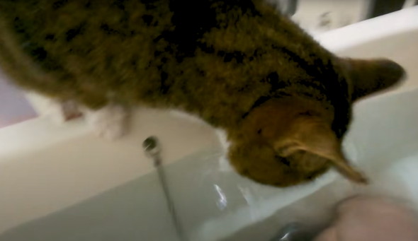 お風呂好きな猫