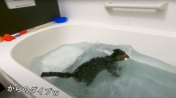 お風呂好きな猫