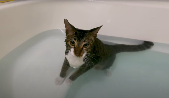 お風呂好きな猫