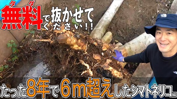 庭木を抜根した結果