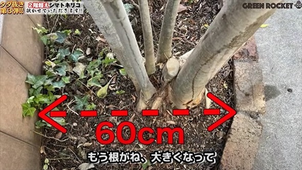 庭木を抜根した結果