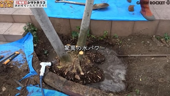 庭木を抜根した結果