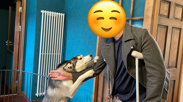 パパとの再会を喜ぶシベリアンハスキーのワンコ