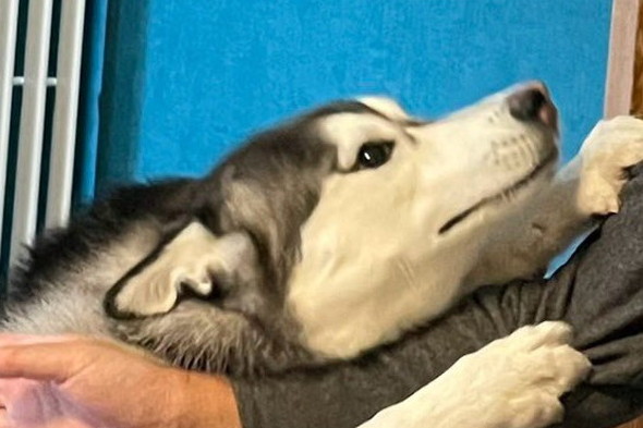 パパとの再会を喜ぶシベリアンハスキーのワンコ