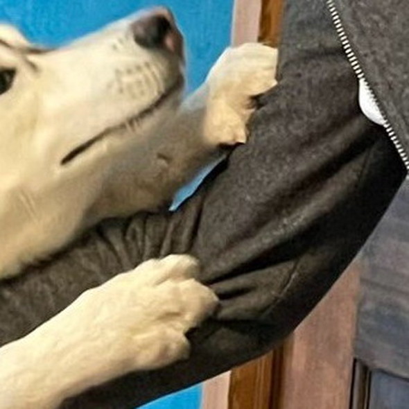 パパとの再会を喜ぶシベリアンハスキーのワンコ